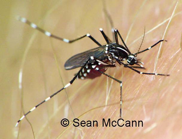 aedes_albopictus biting a person