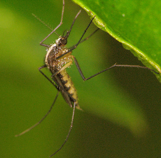 aedes_atlanticus_tormentor