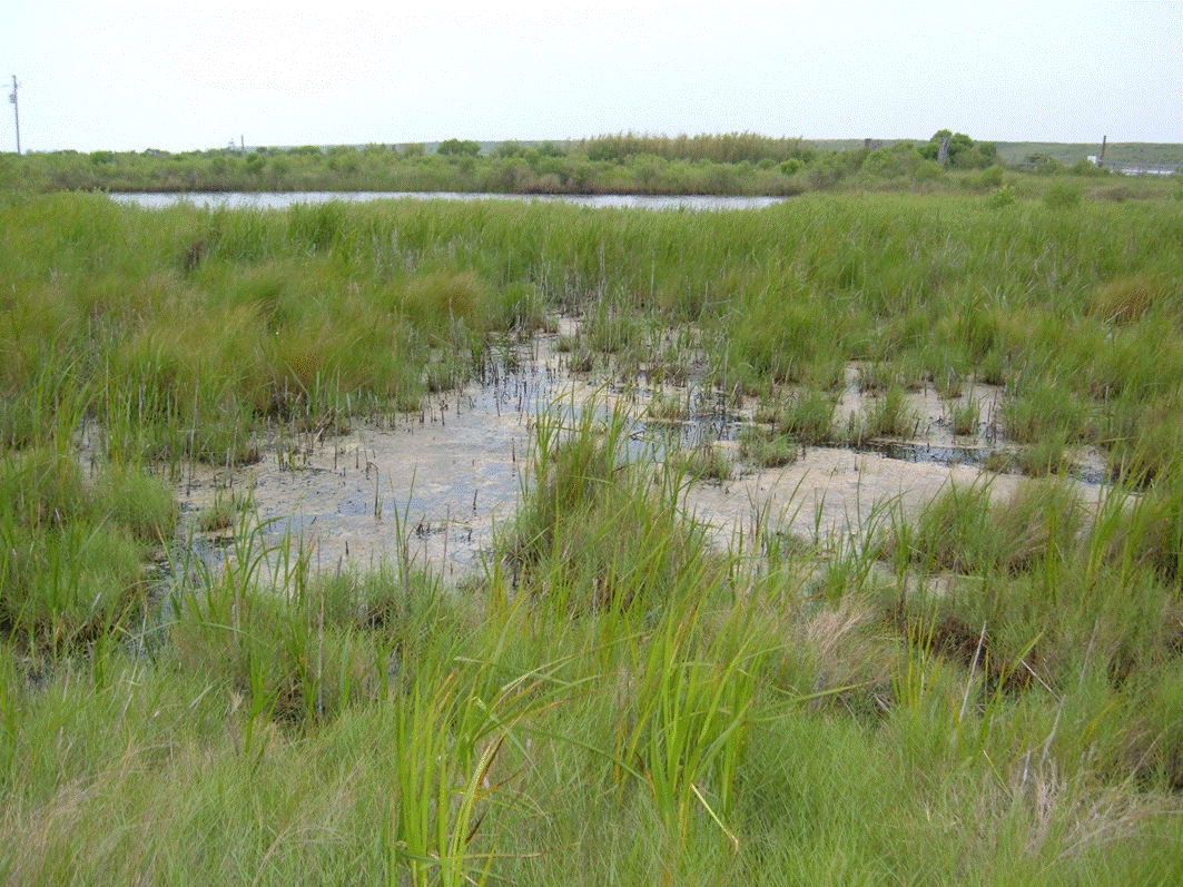 marsh